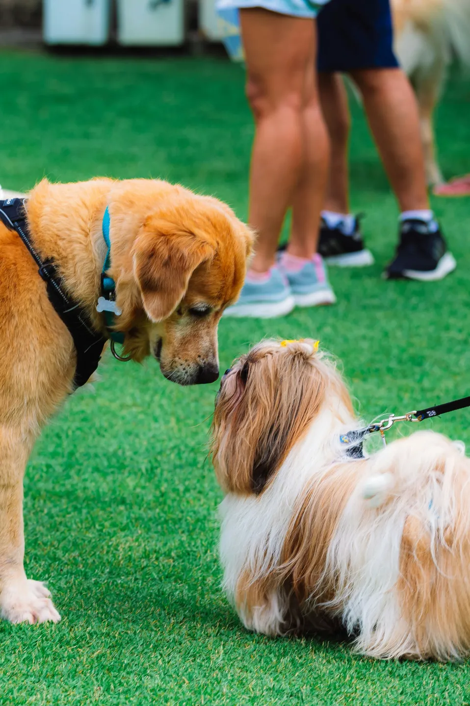 Dog Park-img
